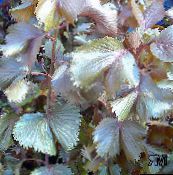 nuotrauka Vidinis augalai Gaisro Drakonas Acalypha, Hoja De Cobre, Vario Lapas krūmas, Acalypha wilkesiana bordo