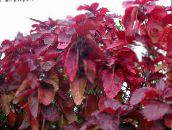 фото Домашние растения Акалифа Уилкса кустарники, Acalypha wilkesiana красный