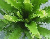снимка Интериорни растения Spleenwort, Asplenium зелен