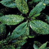 foto Le piante domestiche Albero Polvere D'oro, Aucuba Japonica gli arbusti eterogeneo