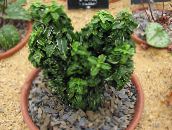 nuotrauka Vidinis augalai Japonijos Verpstės krūmas, Euonymus japonica žalias