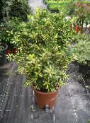 photo Indoor plants Japanese spindle shrub, Euonymus japonica motley