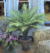 foto Plantas de interior Hard Fern, Blechnum gibbum verde