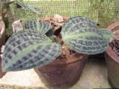 φωτογραφία Εσωτερικά φυτά Geogenanthus, Φυτών Είδος Ελαφρού Ραβδωτού Υφάσματος στιγματισμένος