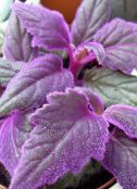 фото Домашні рослини Гінура, Gynura aurantiaca фіолетовий