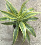 nuotrauka Vidinis augalai Dracaena margas