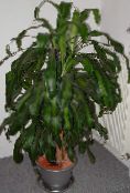 foto Le piante domestiche Dracaena eterogeneo