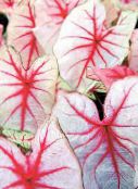 fotoğraf Kapalı bitkiler Caladium rengârenk