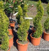 foto Krukväxter Cypress träd, Cupressus ljus-grön