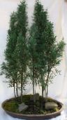 foto Plantas de interior Cypress árvore, Cupressus verde