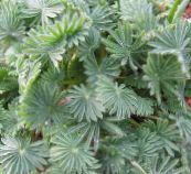 снимка Интериорни растения Oxalis златист