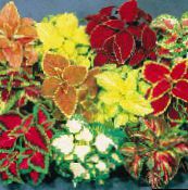 fotoğraf Kapalı bitkiler Coleus rengârenk