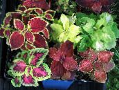 fotoğraf Kapalı bitkiler Coleus koyu kırmızı