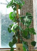 foto Le piante domestiche Spaccatura Foglia Filodendro la liana, Monstera scuro-verde