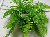 photo Indoor plants Sword Ferns, Nephrolepis green