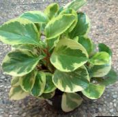 Radiátor Növény, Görögdinnye Begónia, Baby Gumifa