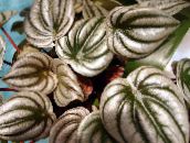 foto  Radiator Plant, Watermeloen Begonia's, Baby Rubber Fabriek, Peperomia zilverachtig