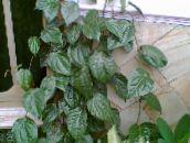 foto Plantas de salón Pimienta Célebes, Magnífica Pimienta liana, Piper crocatum oscuro-verde