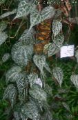 φωτογραφία Εσωτερικά φυτά Celebes Πιπέρι, Υπέροχη Πιπέρι αναρριχώμενα, Piper crocatum στιγματισμένος