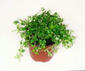 photo des plantes en pot Artillerie Fougère, Miniature Peperomia, Pilea microphylla, Pilea depressa clair-vert