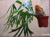 kuva Sisäkasvit Staghorn Saniainen, Elkhorns, Platycerium vihreä