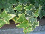 foto Plantas de interior Ivy cipó, Hedera variegado