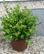 снимка Интериорни растения Чемшир храсти, Buxus зелен