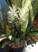 foto Topfpflanzen Sansevieria gesprenkelt