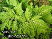 foto Le piante domestiche Selaginella chiaro-verde