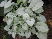 foto Indendørs planter Syngonium liana sølvfarvede