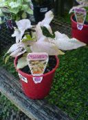 снимка Интериорни растения Syngonium лиана златист