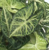 fotografija Sobne Rastline Syngonium liana pestro