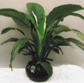 photo Indoor plants Spatiphyllum green