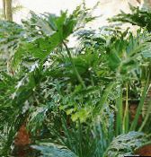 φωτογραφία Εσωτερικά φυτά Φιλόδενδρο, Philodendron πράσινος