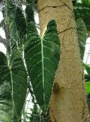 Philodendron Liana