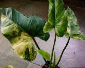 foto Plantas de interior Philodendron Liana cipó, Philodendron  liana variegado