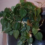 foto Topfpflanzen Philodendron Liana, Philodendron  liana grün