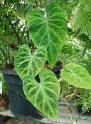 photo Indoor plants Philodendron liana, Philodendron  liana green