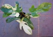 fénykép Szobanövények Filodendron Liana kúszónövény, Philodendron  liana tarkabarka