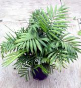 foto Le piante domestiche Filodendro Liana, Philodendron  liana verde