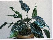 fotografie Pokojové rostliny Aglaonema, Stříbrná Evergreen kropenatý