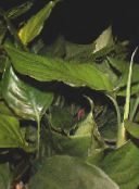 φωτογραφία Εσωτερικά φυτά Αγλαόνημα, Ασήμι Αειθαλής, Aglaonema πράσινος