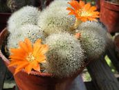 foto Plantas de interior Crown Cactus cacto do deserto, Rebutia laranja
