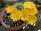 bilde Innendørs planter Krone Kaktus, Rebutia gul