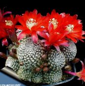 fénykép Szobanövények Korona Kaktusz, Rebutia piros