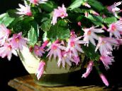 bilde Innendørs planter Easter Kaktus, Rhipsalidopsis rosa
