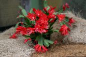 foto Krukväxter Easter Kaktus skogskaktus, Rhipsalidopsis röd