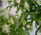 fotografie Pokojové rostliny Rhipsalis lesní kaktus bílá