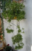 снимка Интериорни растения Rhipsalis лесен кактус бял
