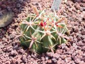 vermelho Ferocactus Cacto Do Deserto